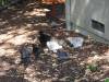 179 - California Country Ranch Silkie Chicken SONY