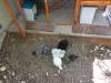 180 - California Country Ranch Silkie Chicken SONY