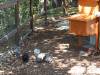 181 - California Country Ranch Silkie Chicken SONY