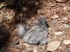 183 - California Country Ranch Silkie Chicken SONY
