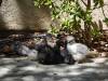 185 - California Country Ranch Silkie Chicken SONY