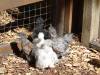 187 - California Country Ranch Silkie Chicken SONY