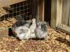 188 - California Country Ranch Silkie Chicken Google