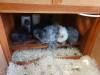 190 - California Country Ranch Silkie Chicken SONY