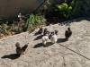 191 - California Country Ranch Silkie Chicken Google