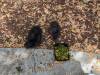 192 - California Country Ranch Silkie Chicken Google