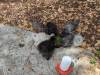 193 - California Country Ranch Silkie Chicken Google