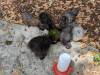 194 - California Country Ranch Silkie Chicken Google