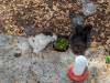 196 - California Country Ranch Silkie Chicken Google