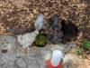 197 - California Country Ranch Silkie Chicken Google