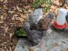 199 - California Country Ranch Silkie Chicken Google