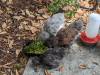 200 - California Country Ranch Silkie Chicken Google