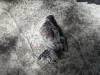 210 - California Country Ranch Silkie Chicken Google