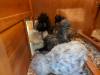 215 - California Country Ranch Silkie Chicken Google