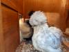 217 - California Country Ranch Silkie Chicken Google