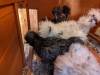 220 - California Country Ranch Silkie Chicken Google