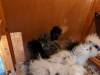 221 - California Country Ranch Silkie Chicken Google