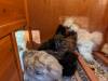 222 - California Country Ranch Silkie Chicken Google