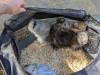 224 - California Country Ranch Silkie Chicken Google