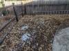 252 - California Country Ranch Silkie Chicken Google