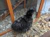 255 - California Country Ranch Silkie Chicken Google