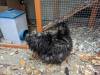 257 - California Country Ranch Silkie Chicken Google