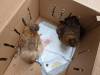 265 - California Country Ranch Silkie Chicken Google