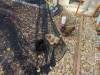 270 - California Country Ranch Silkie Chicken Google