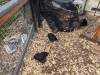 272 - California Country Ranch Silkie Chicken Google