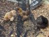 273 - California Country Ranch Silkie Chicken Google