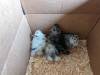274 - California Country Ranch Silkie Chicken Google