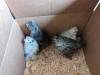 276 - California Country Ranch Silkie Chicken Google