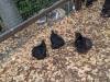 277 - California Country Ranch Silkie Chicken Google