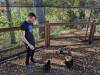 309 - California Country Ranch Silkie Chicken Google