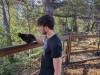 311 - California Country Ranch Silkie Chicken Google