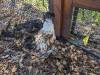319 - California Country Ranch Silkie Chicken Google