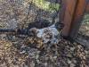 320 - California Country Ranch Silkie Chicken Google