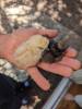 326 - California Country Ranch Silkie Chicken Google