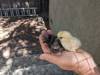 327 - California Country Ranch Silkie Chicken Google