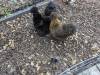 339 - California Country Ranch Silkie Chicken Google