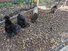 340 - California Country Ranch Silkie Chicken Google