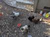 341 - California Country Ranch Silkie Chicken Google