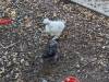 342 - California Country Ranch Silkie Chicken Google