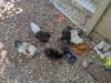 344 - California Country Ranch Silkie Chicken Google