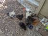 345 - California Country Ranch Silkie Chicken Google