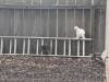 347 - California Country Ranch Silkie Chicken Google