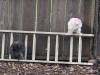 348 - California Country Ranch Silkie Chicken Google