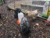 352 - California Country Ranch Silkie Chicken 