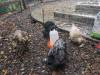 353 - California Country Ranch Silkie Chicken 