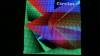 140 - SmartMatrix Shield v4 64 128 p2